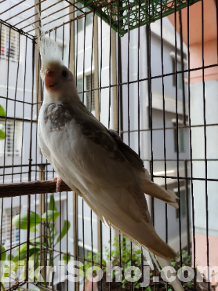 Kukatel male